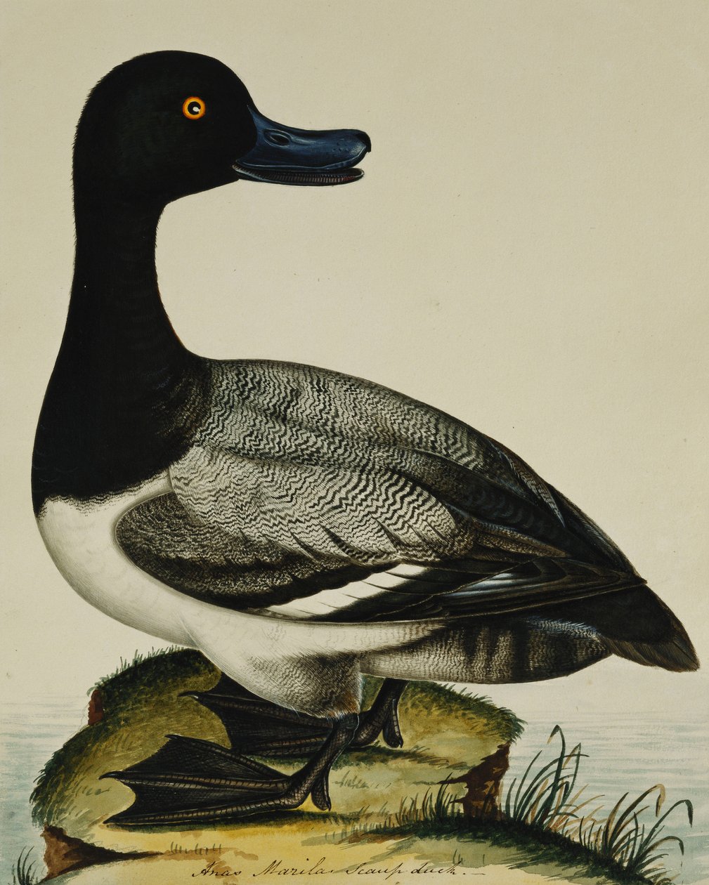 Scaup Duck od Rev. C. Atkinson