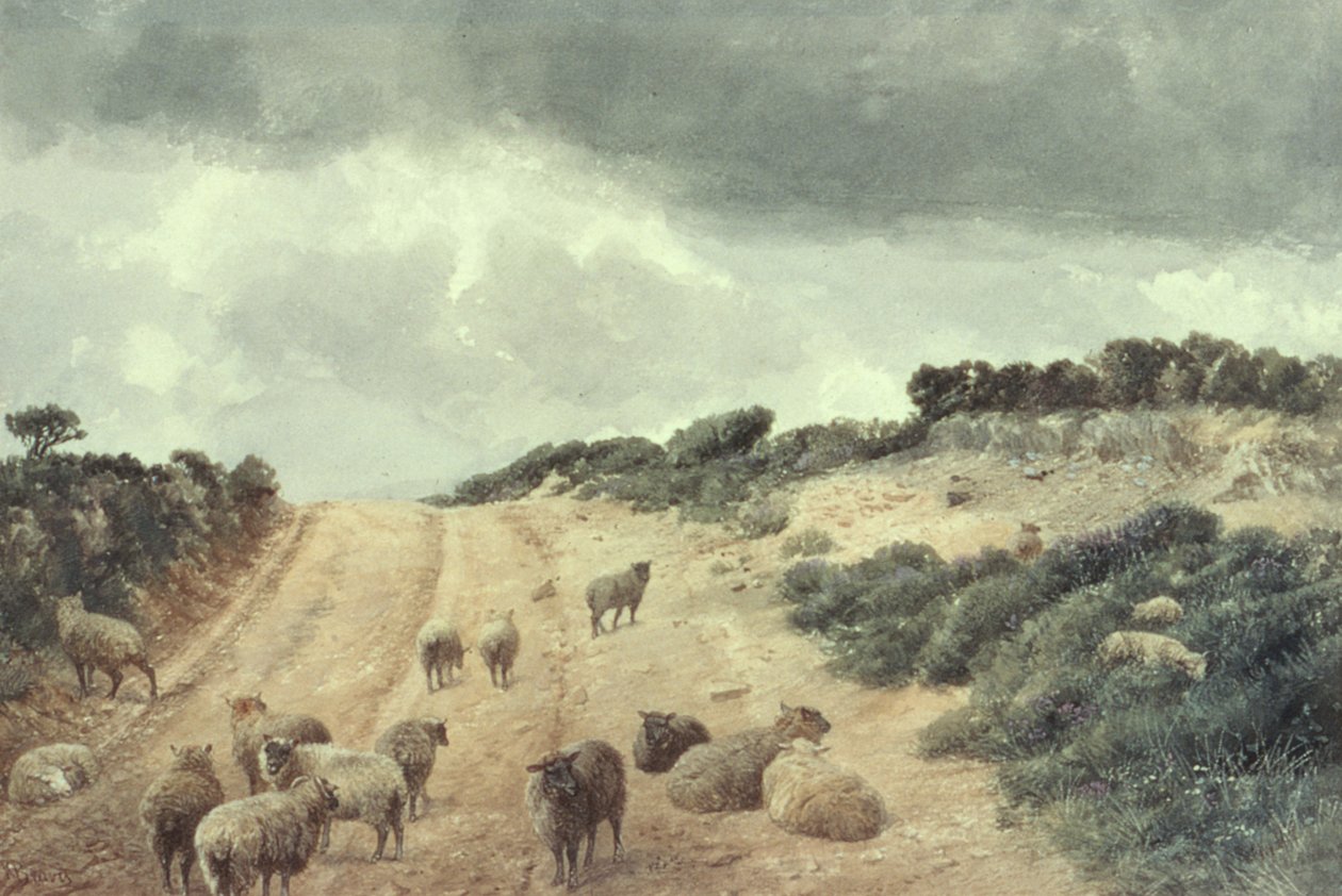 Ovce na Surrey Hills od Richard Beavis