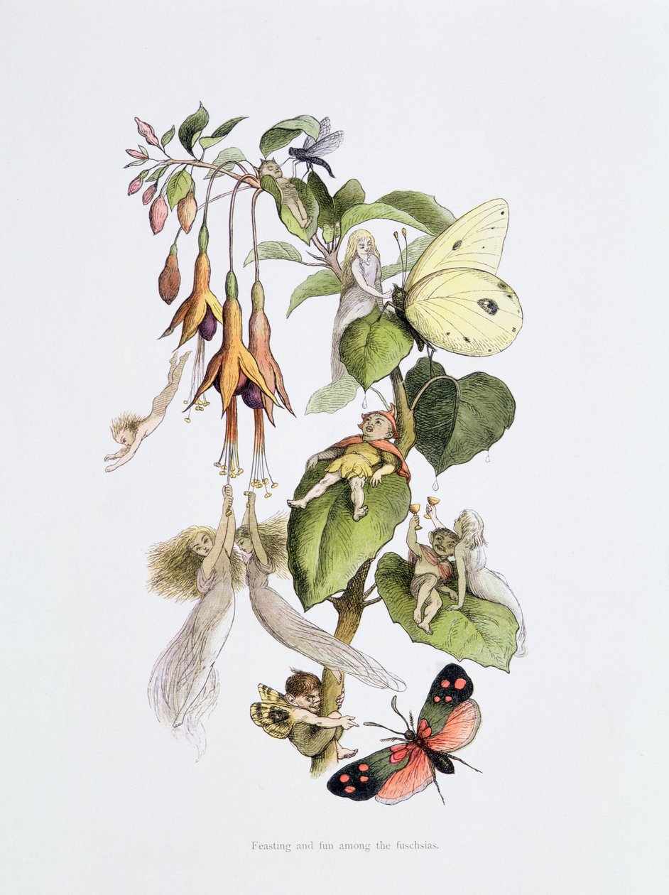 Hodování a zábava mezi fuschiemi, ilustrace z „In Fairyland: A Series of Pictures from the Elf-World“ od Williama Allinghama a Andrewa Langa od Richard Doyle