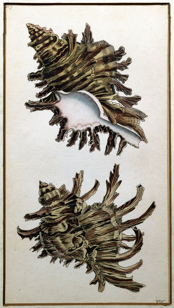 Ulita lastury, vyd. Shaw, kolem 1790-1820 (tisk) od Richard Polydore Nodder