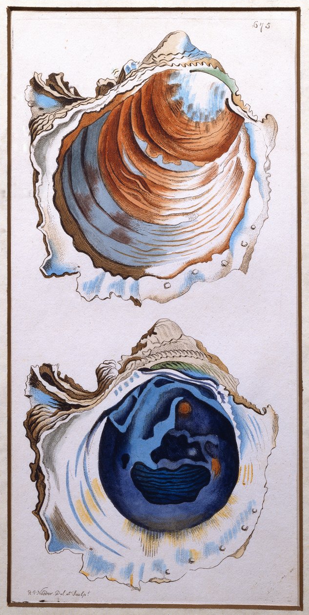 Oyster Shell, vydal Shaw, kolem 1790-1820 (tisk) od Richard Polydore Nodder