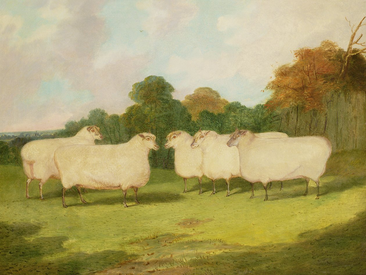 Studie ovcí v krajině od Richard Whitford