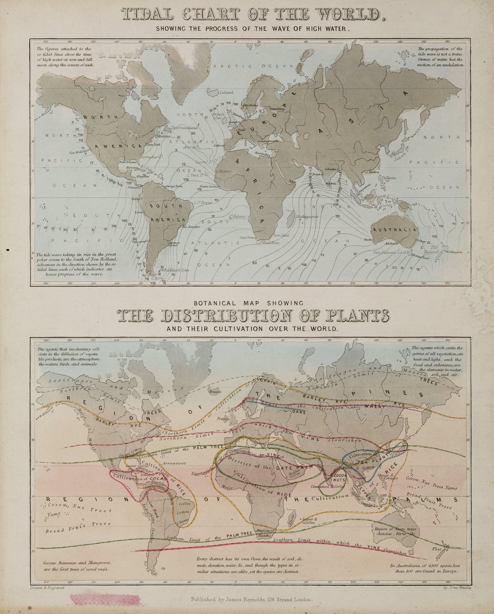 Přílivová mapa a mapa distribuce rostlin po celém světě, c 1850 od John Pardon