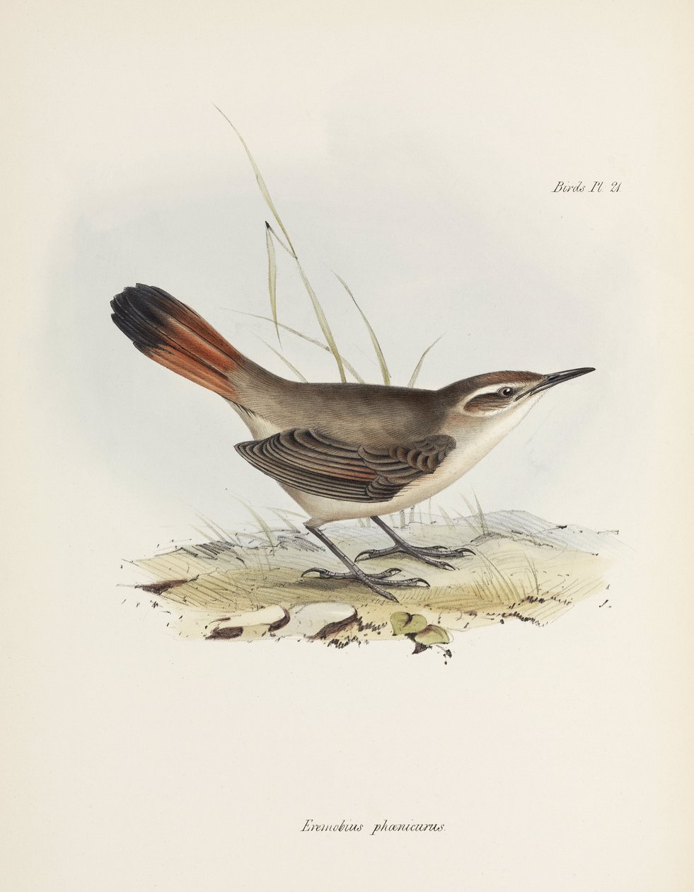 Zemolezec pásoocasý, Jižní Amerika, c 1832-1836 od John Pardon
