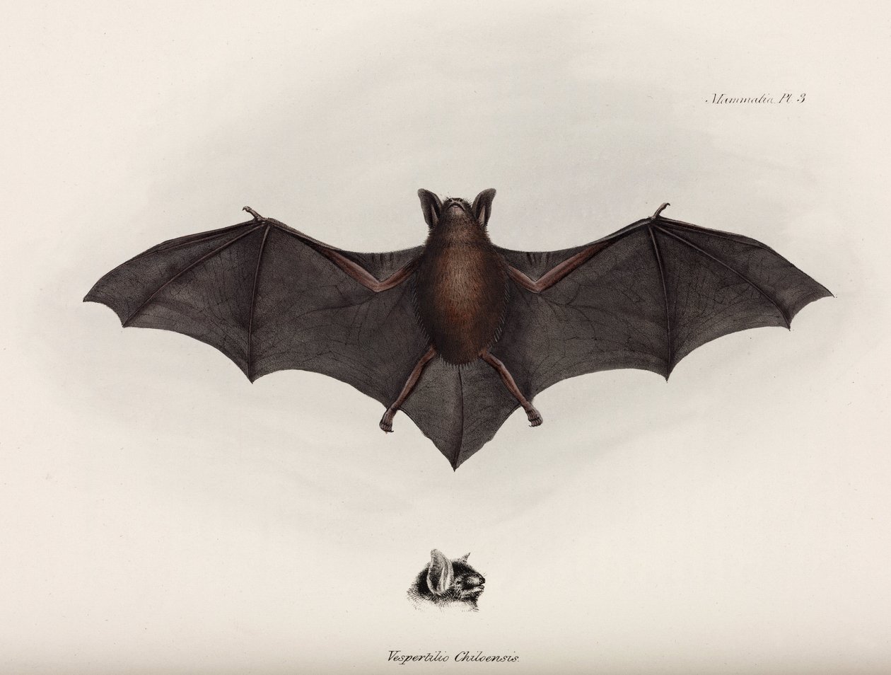 Netopýr, Jižní Amerika, c 1832-1836 od John Pardon
