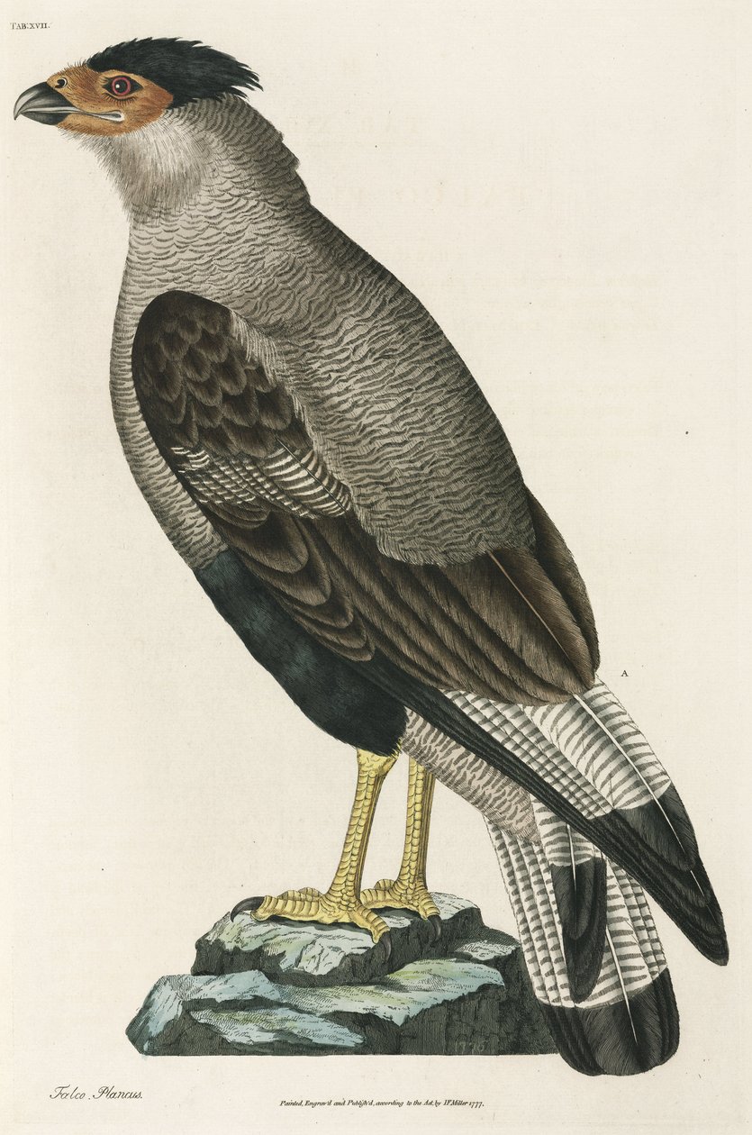 Crested Caracara od John Pardon