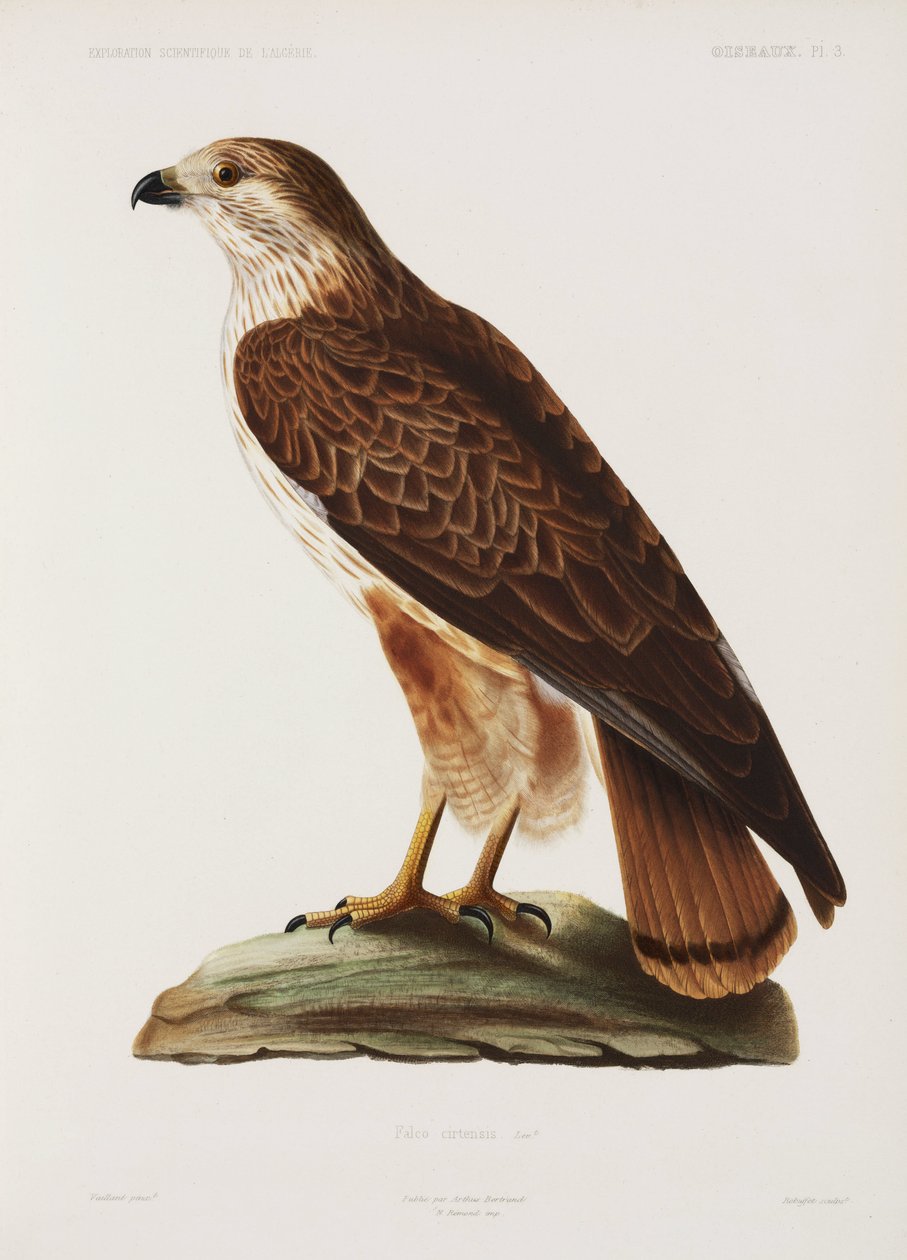 Falcon, Alžírsko od John Pardon