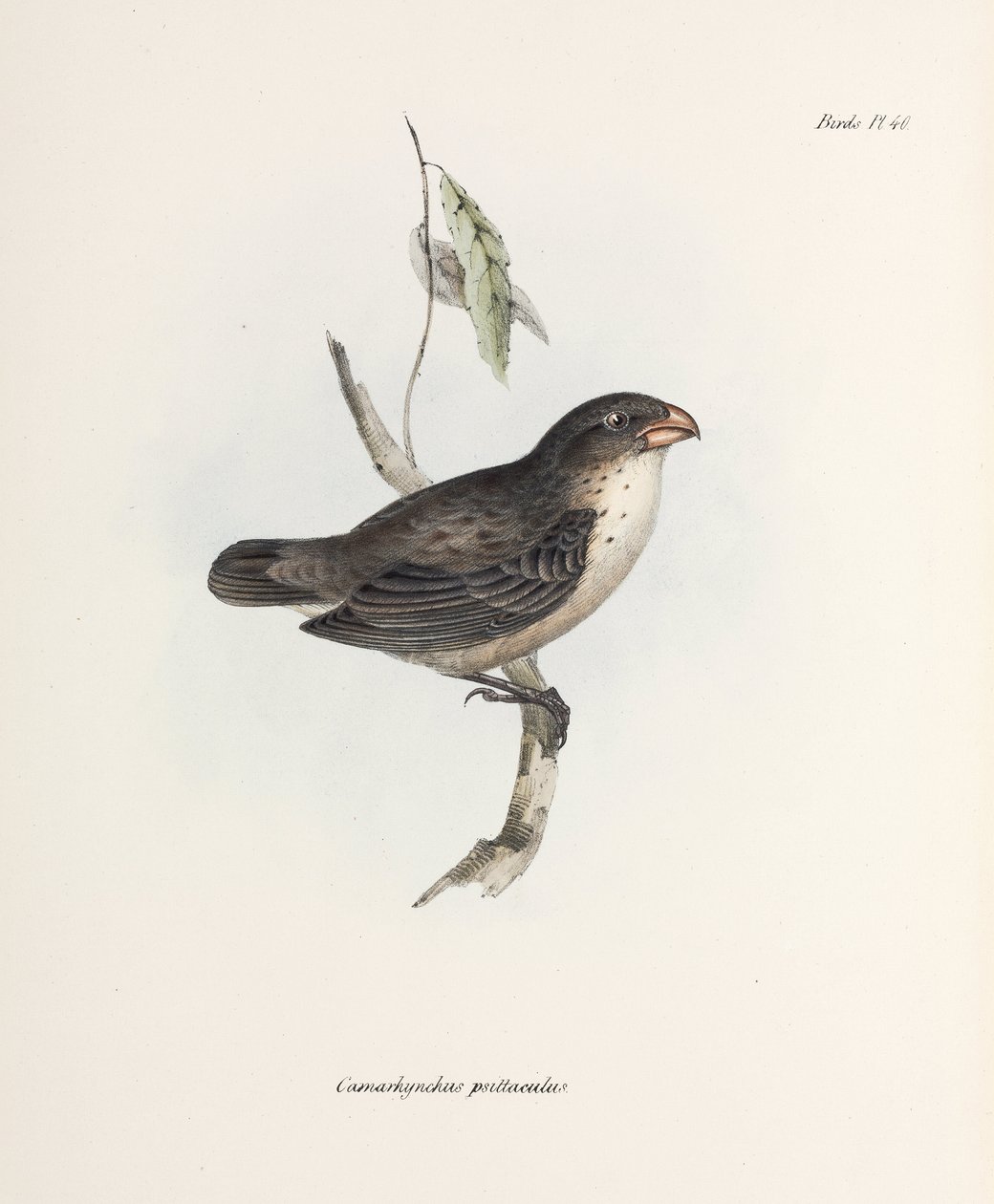 Finch, c 1832-1836 od John Pardon