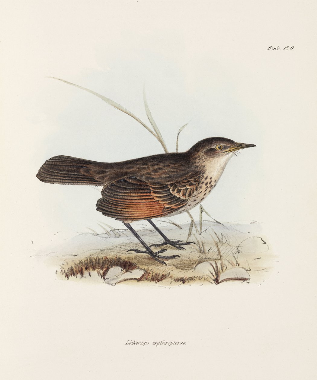 Flycatcher, c 1832-1836 od John Pardon