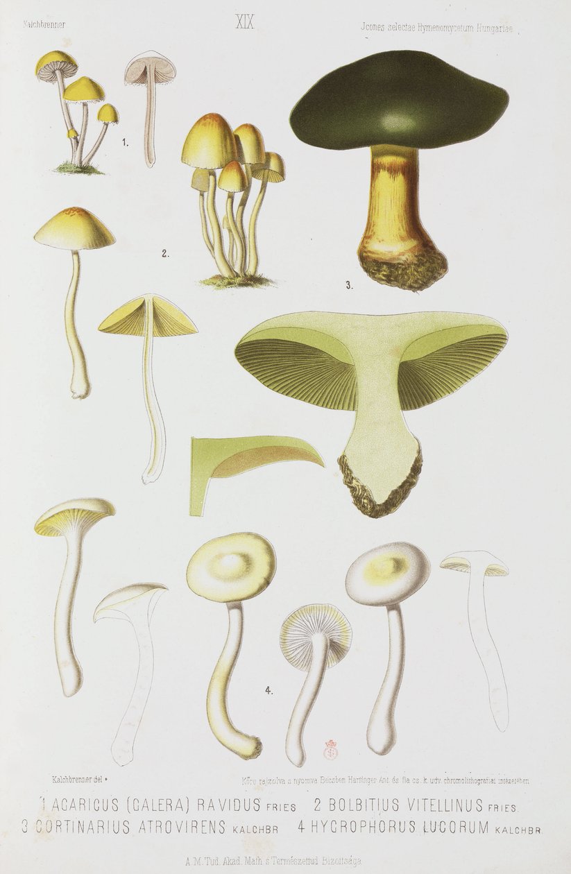 Čtyři druhy hub, c 1874 od John Pardon