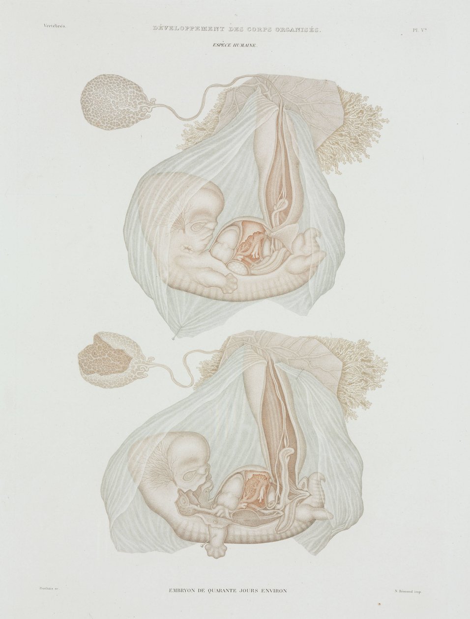 Gynekologie Lidský plod ve 40 dnech, c 1847-1859 od John Pardon