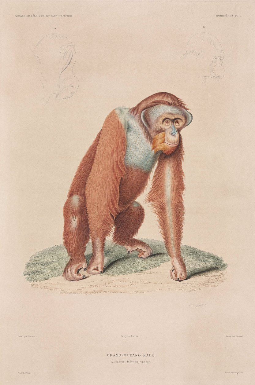 Orangutani, Indonésie od John Pardon