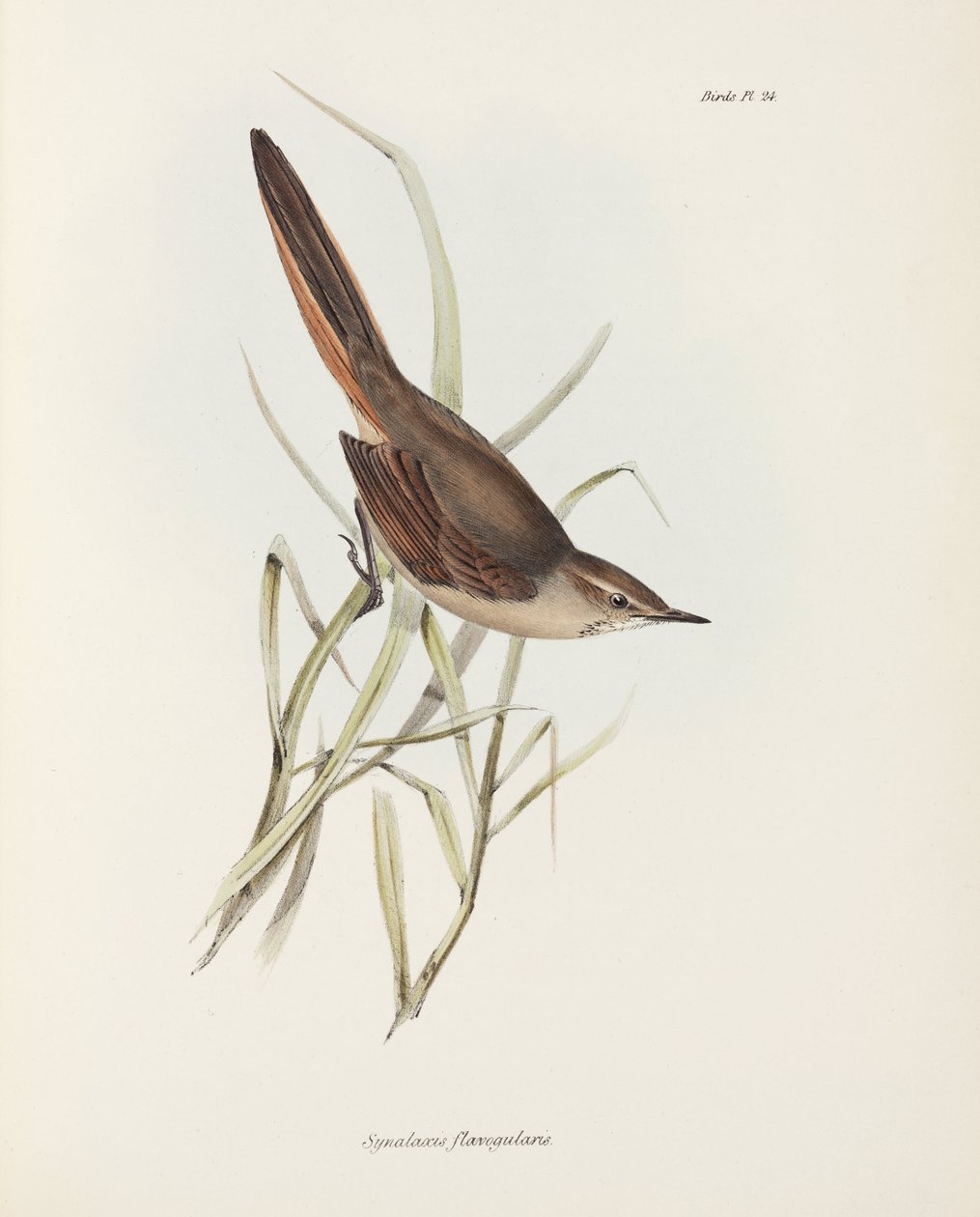 Spinetail, Jižní Amerika, c 1832-1836 od John Pardon
