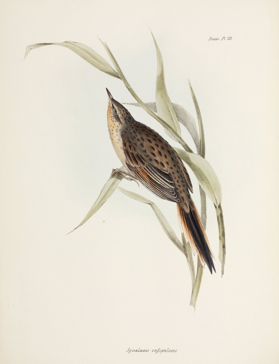 Spinetail, Jižní Amerika, c 1832-1836 od John Pardon