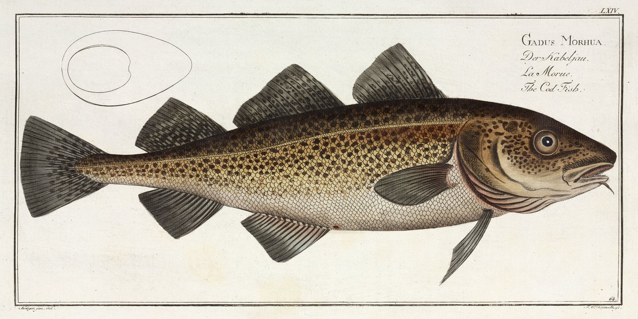 "The Treska Fish" od John Pardon