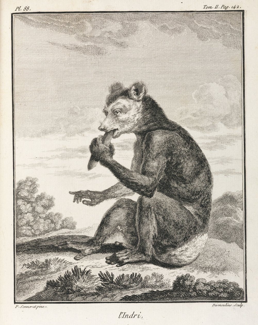 Indri - druh lemura, Madagaskar od John Pardon