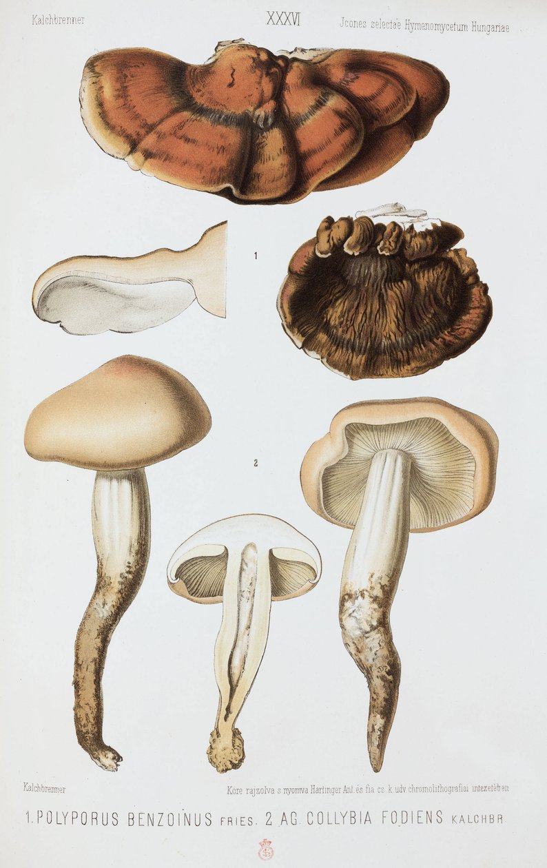 Dva druhy hub, c 1874 od John Pardon