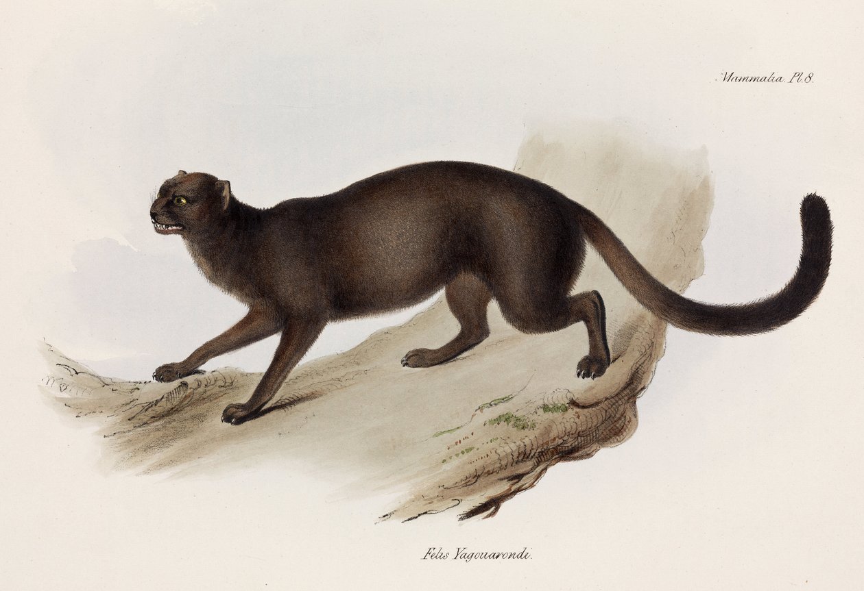 Lasička nebo vydra kočka, Jižní Amerika, c 1832-1836 od John Pardon