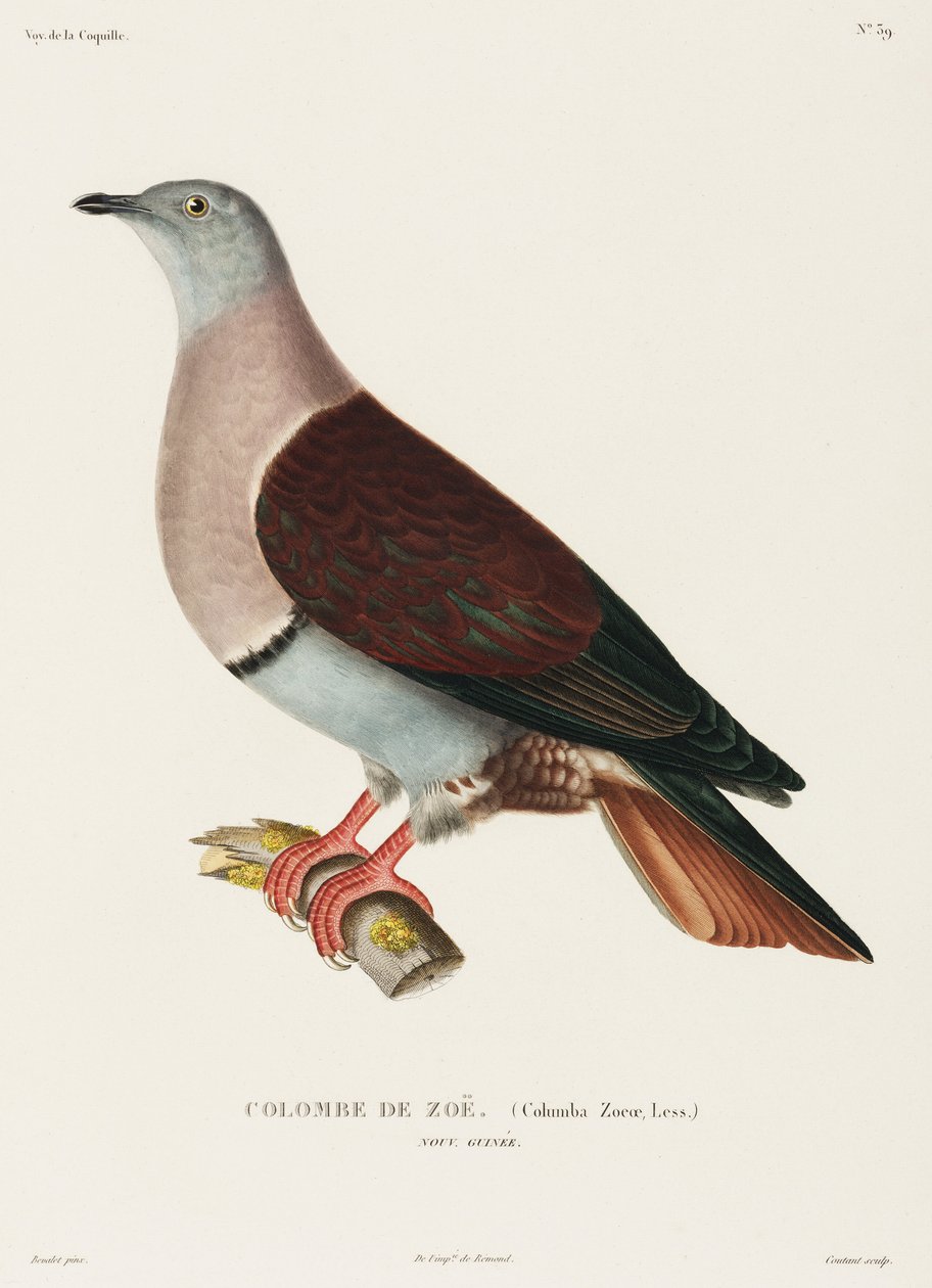 Zoeina holubice, Nová Guinea od John Pardon