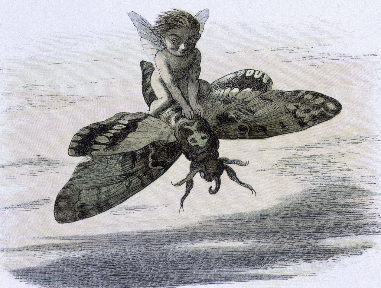 Un elfe chevauchant un papillon. Ilustrace Richarda Doylea v ""V pohádkové zemi." Série obrázků ze světa elfů"" accompagnee d
