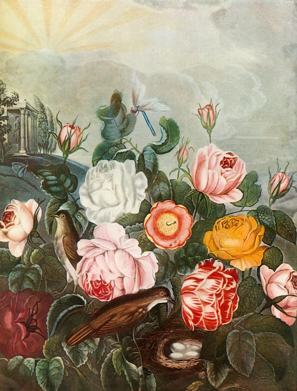 Růže, c1805, 1948. od Richard Earlom
