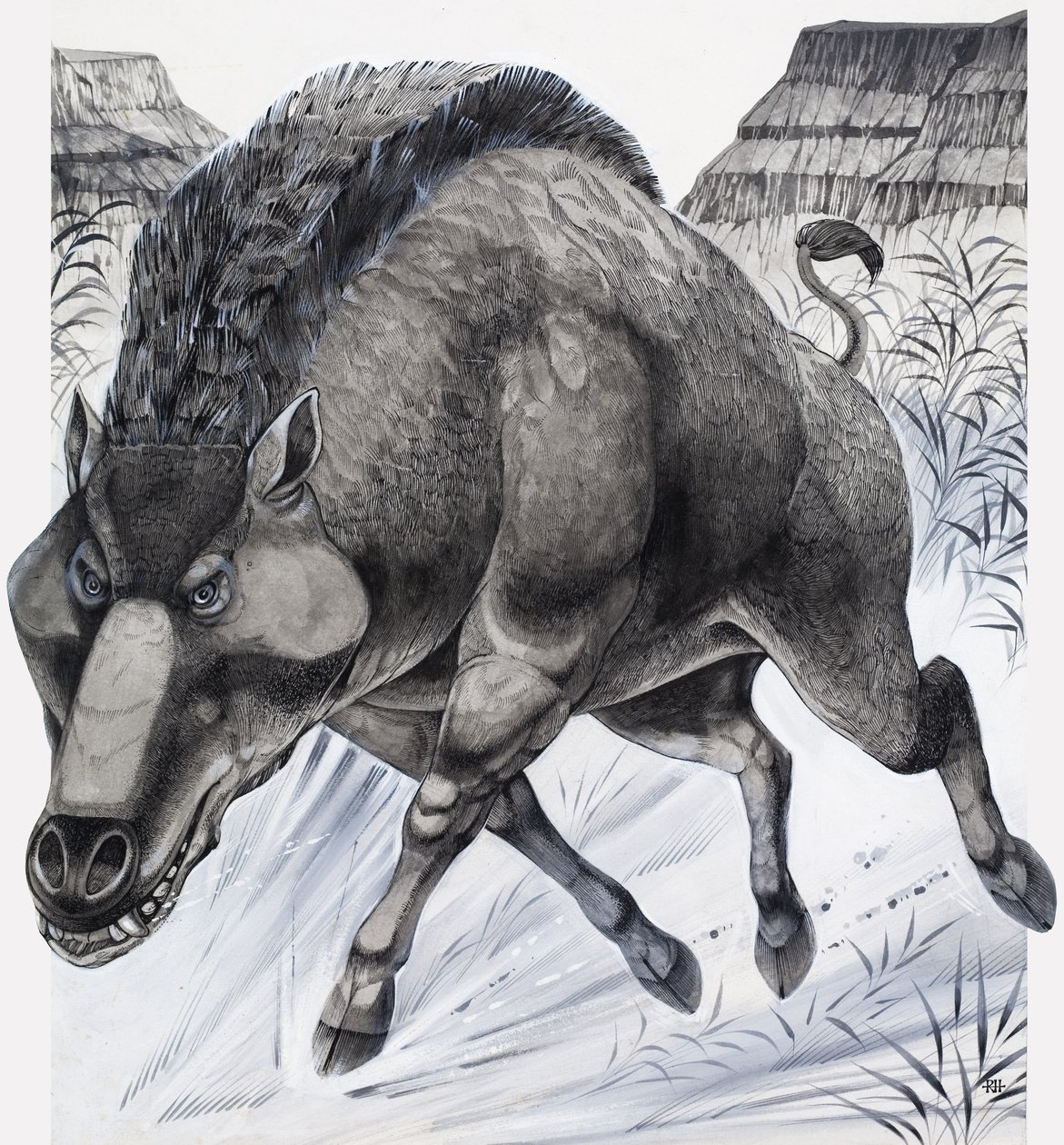 Daeodon (kvaš na papíře) od Richard Hook