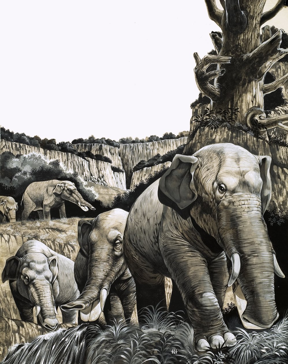 Podivný amebelodon od Richard Hook