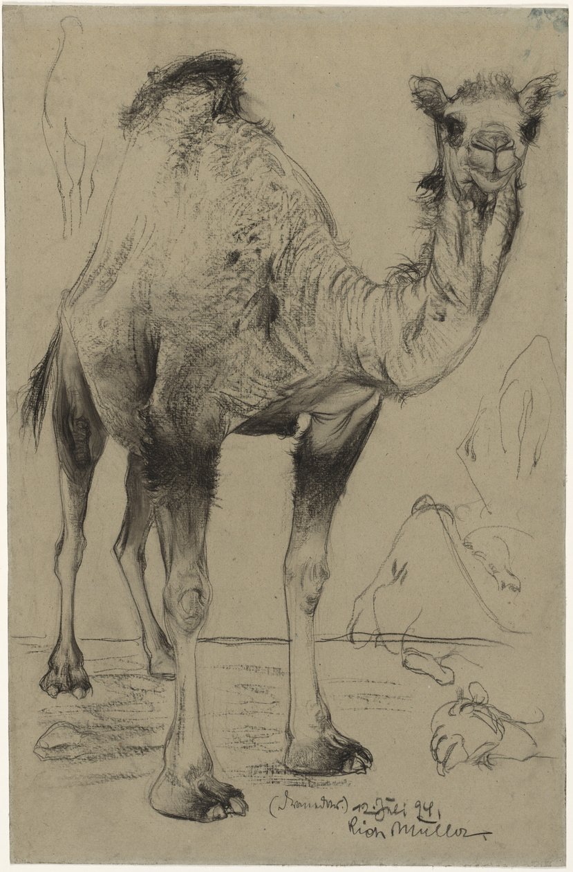Dromedár od Richard Muller