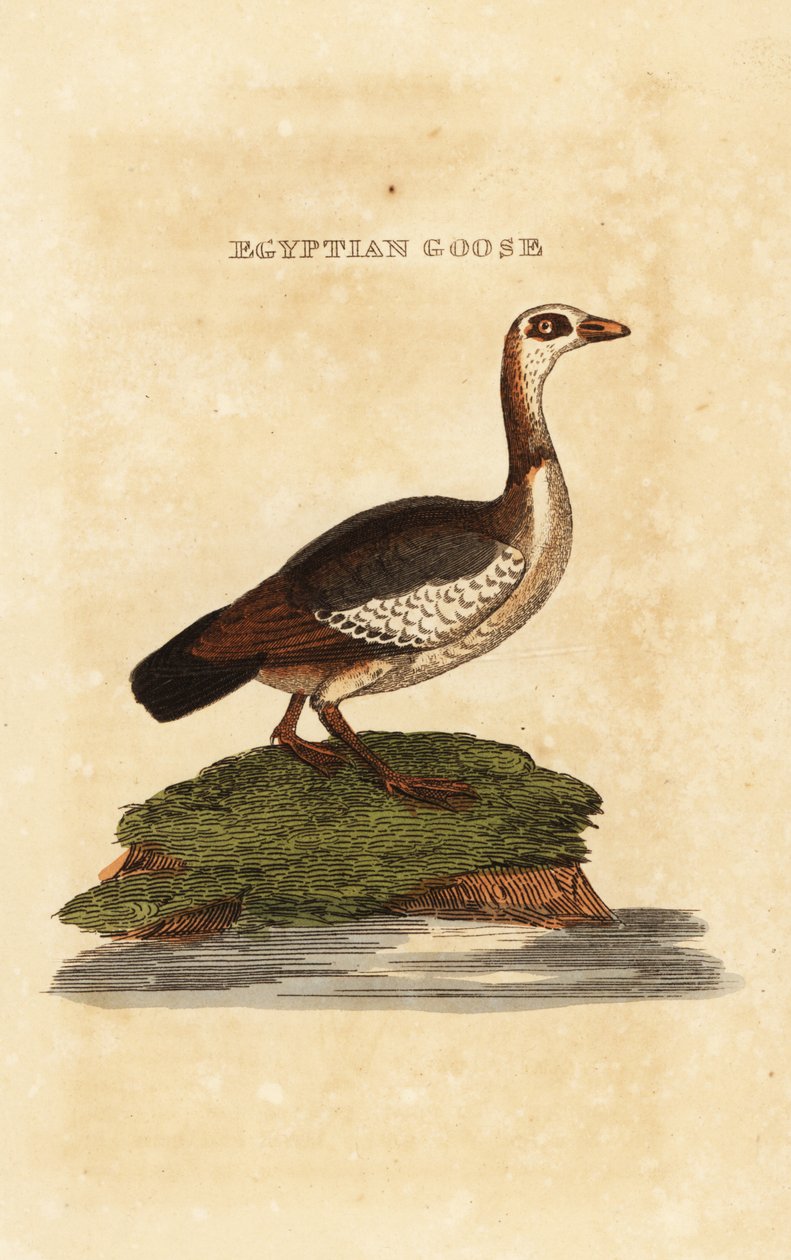 Egyptská husa, Alopochen aegyptiaca od Richard Polydore (after) Nodder