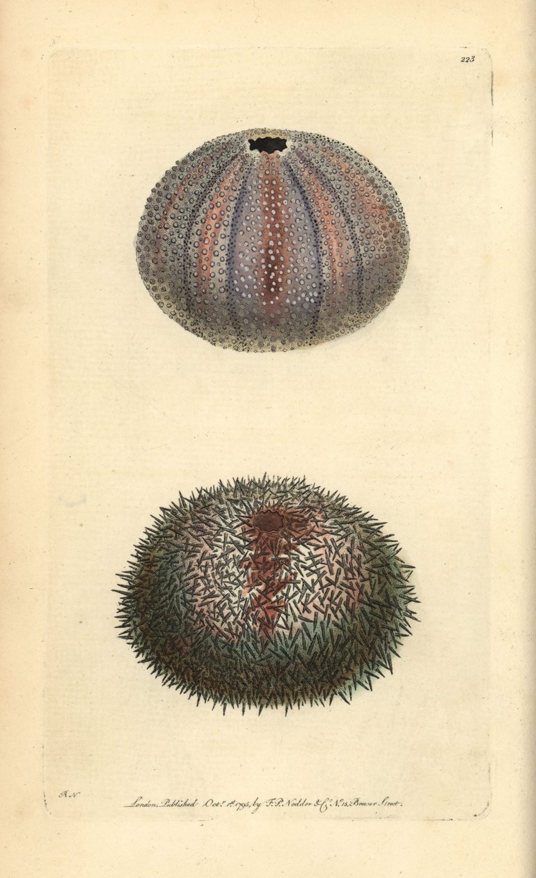 Jedlý mořský ježek, Echinus esculentus, od George Shawa a Fredericka Noddera „The Naturalist