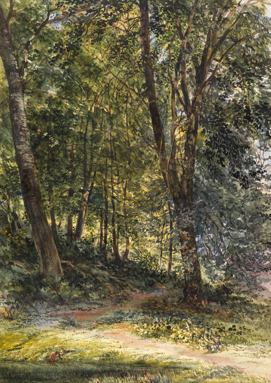 Sun Dappled Woods, Surrey (akvarel a tělová barva) od Richard Redgrave