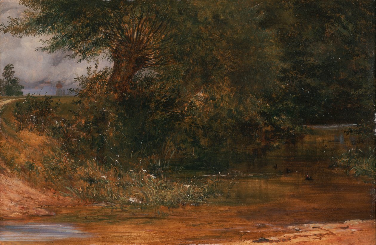 Moorhen