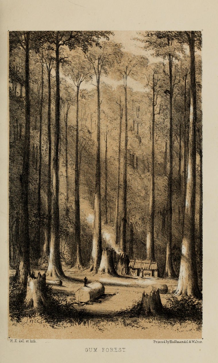 Gum Forest, akvarel od Roberta Elwese (1819–1878), bohatého mladého britského gentlemana z Norfolku od Robert Elwes