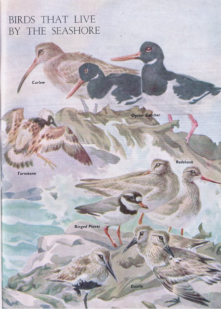 Ptáci, kteří žijí na pobřeží, ilustrace z knihy The Childrens Nature Book vydané nakladatelstvím Odhams, 1958 od Robert George Talbot Kelly
