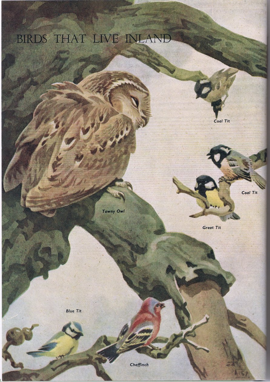 Ptáci, kteří žijí ve vnitrozemí, ilustrace z knihy The Childrens Nature Book vydané nakladatelstvím Odhams, 1958 od Robert George Talbot Kelly