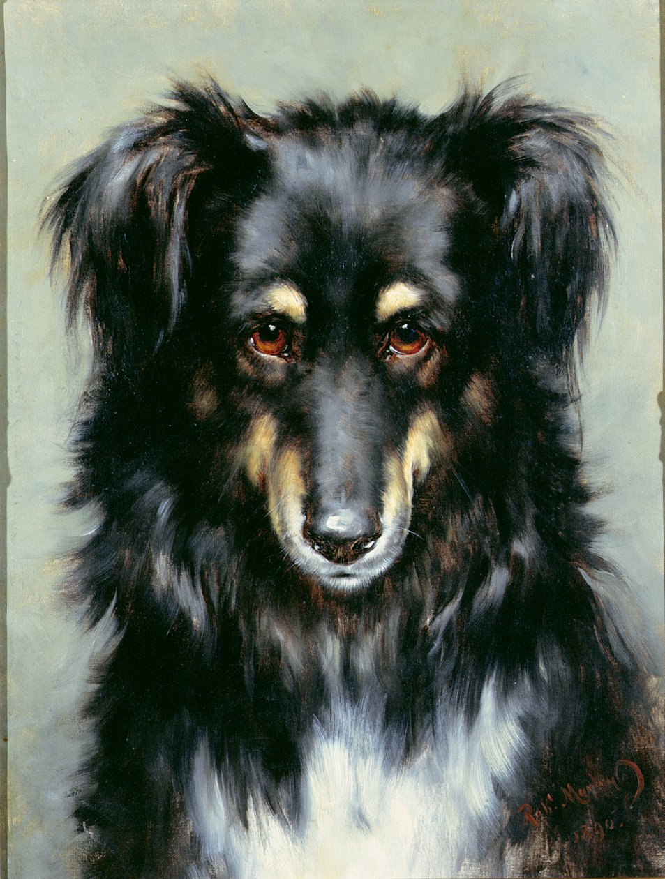 Černopálená kolie, 1890 od Robert Morley