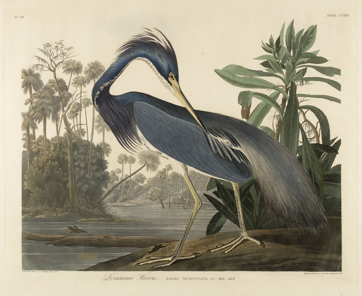 Louisiana Heron, 1834 (ručně kolorovaná akvatinta na tkaném papíře) od Robert the Younger Havell