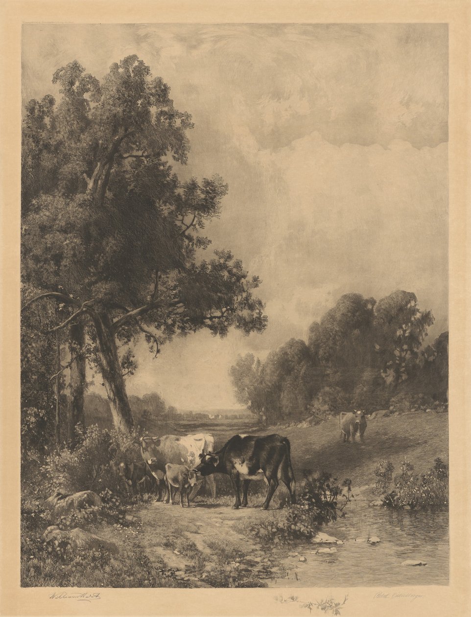 Untitled (krávy a telata proudem) od Robert A. Eichelberger