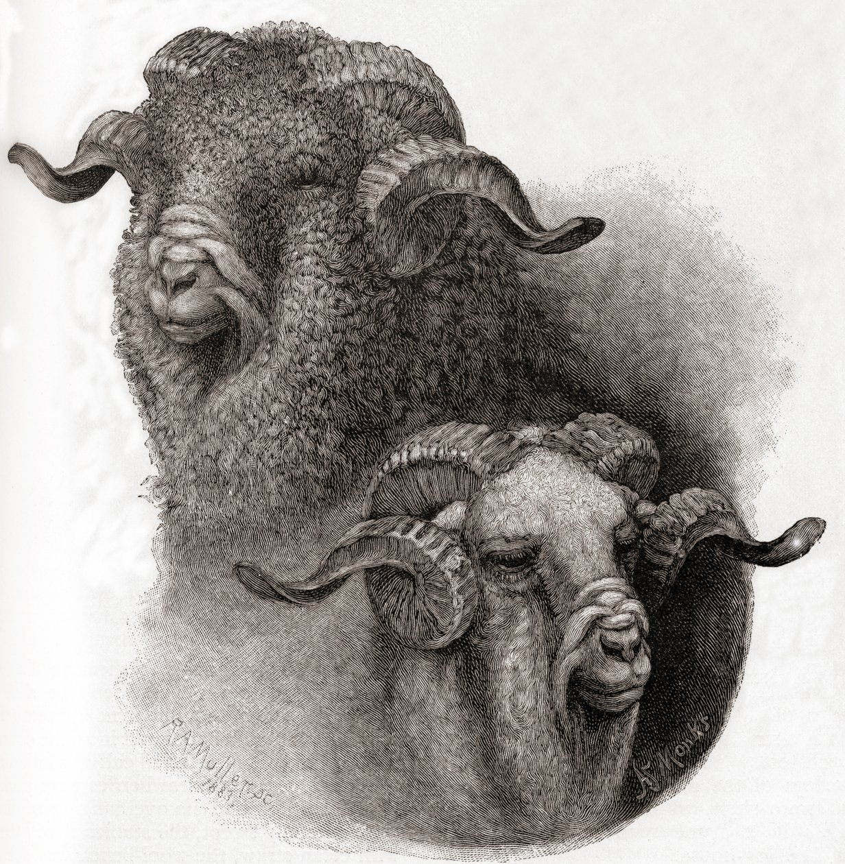 Hlava berana z Merina porovnána před a po stříhání, z časopisu The Century Illustrated Monthly Magazine, vydaného v roce 1884 od Robert Antoine Muller