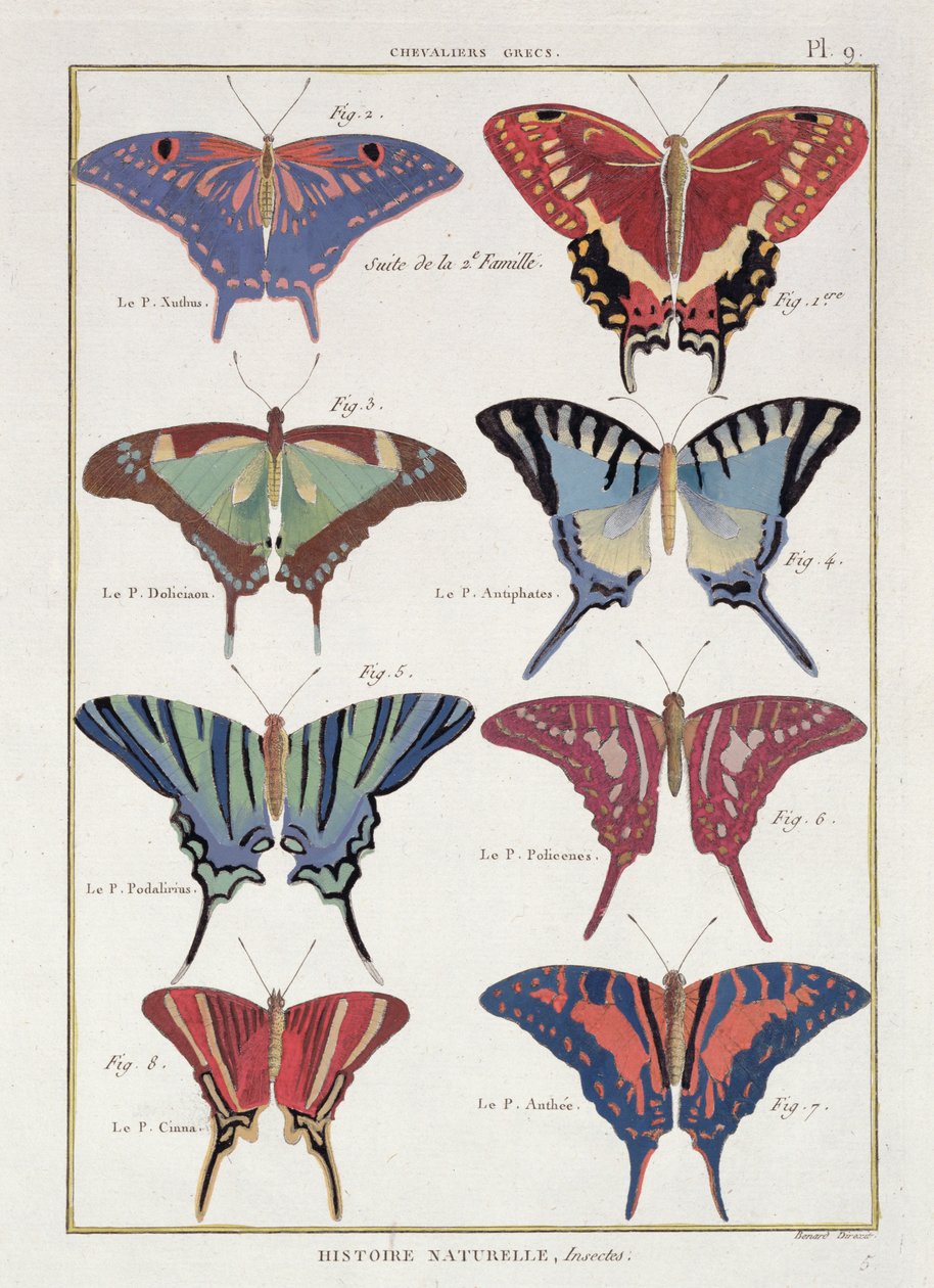 Motýli z knihy "Histoire Naturelle des Insectes" od M. Oliviera od Robert Benard