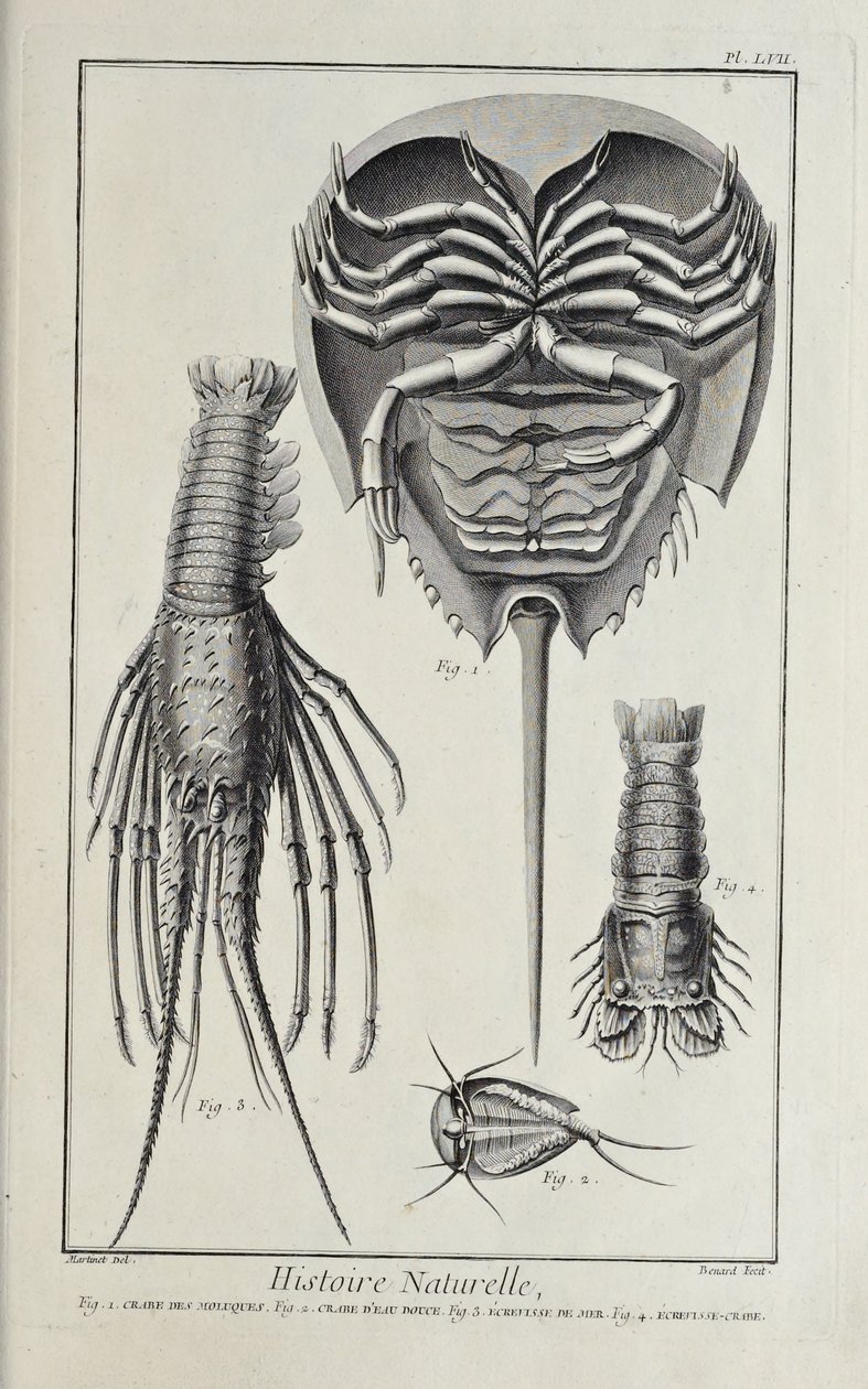Korýši, ilustrace z 