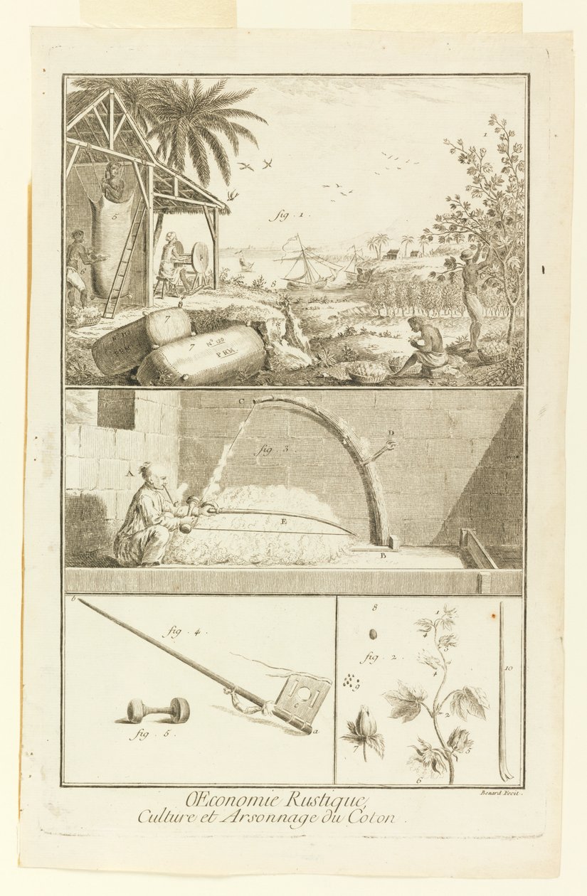 "Cultivation et Arsonnage du Coton" z Diderot