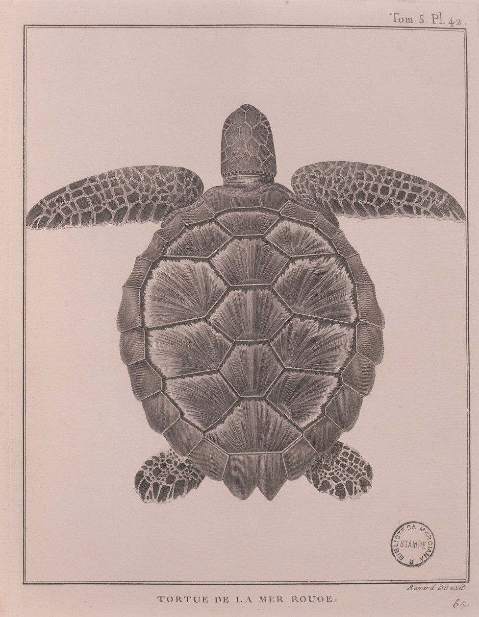 Želva z Rudého moře, ilustrace z 