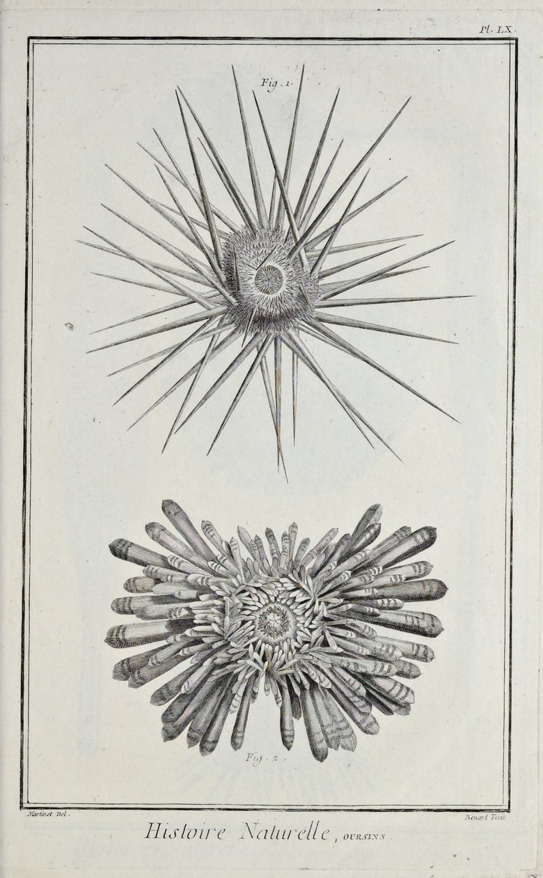 Urchins, ilustrace z 