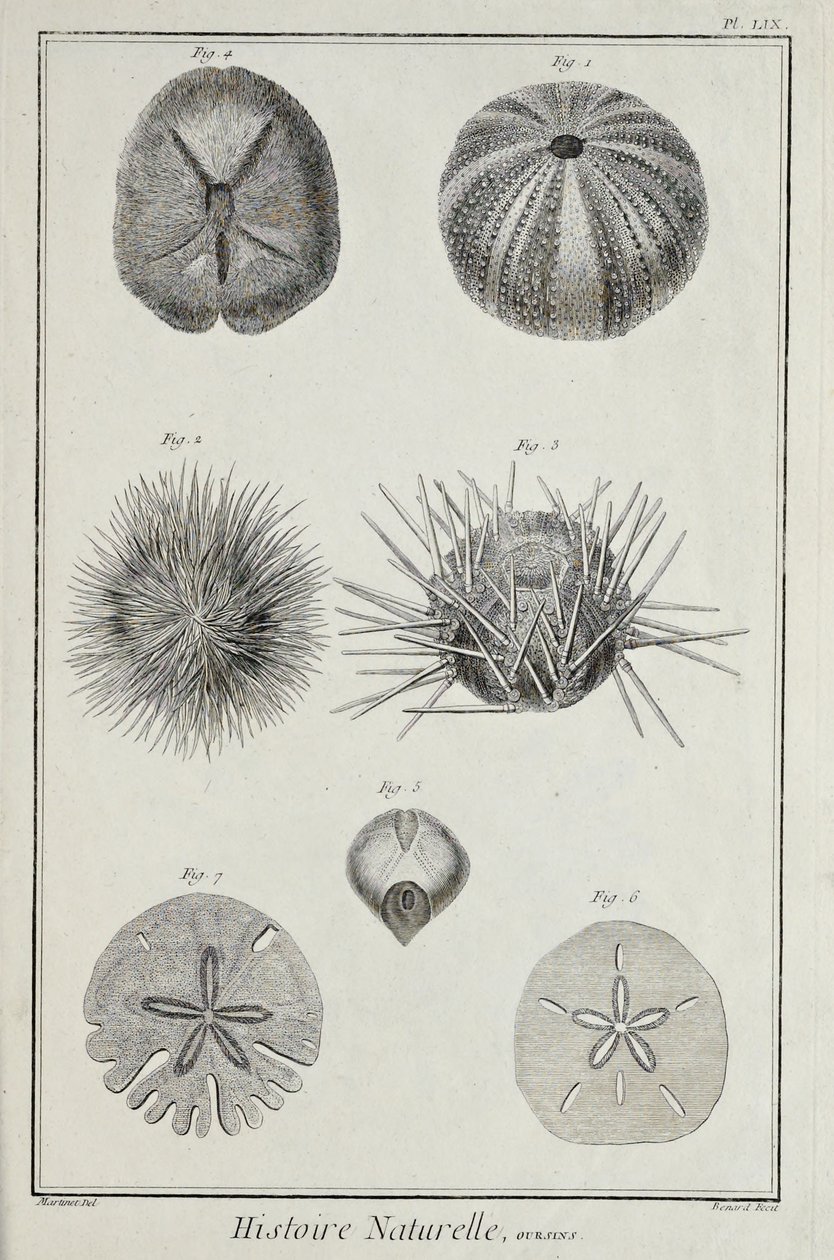 Urchins, ilustrace z 