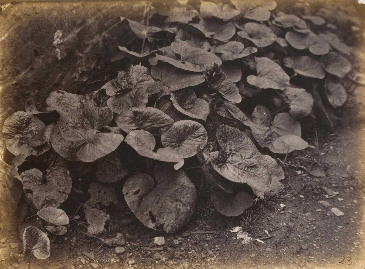 Studie rostlin, 60. léta 19. století (foto) od Robert Burrows