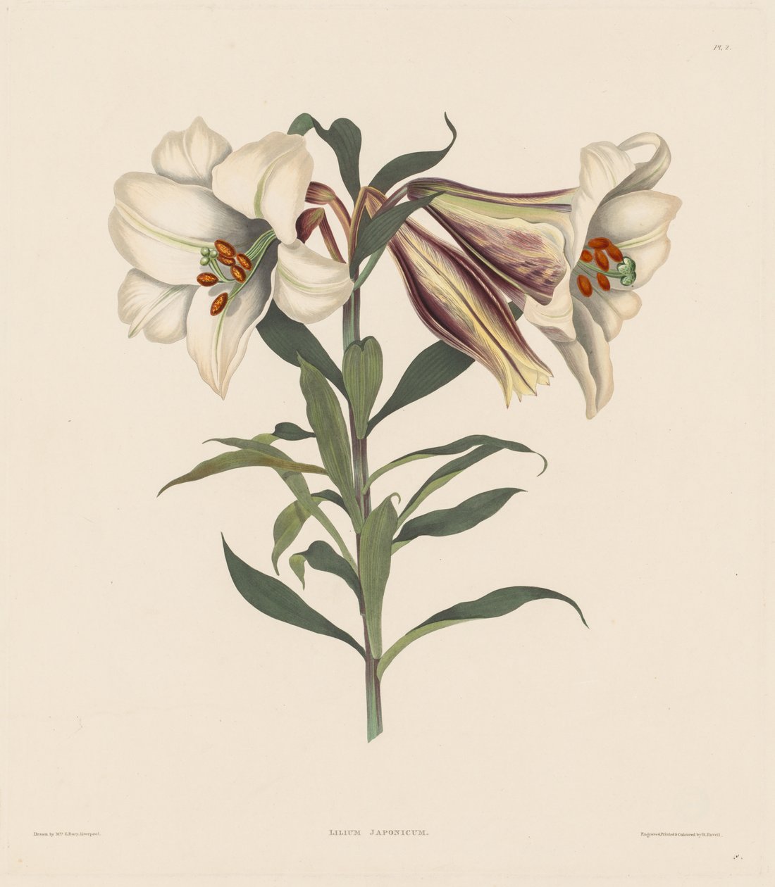 Výběr rostlin Hexandrian, patřících do přirozeného řádu Amaryllidae..., 1831-1832. od Robert Havell