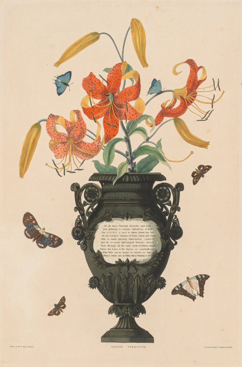 Výběr hexandrijských rostlin, patřících do přirozeného řádu Amaryllidae a Liliacae: Tiger Lily od Robert Havell