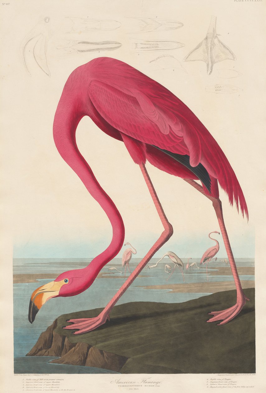 Americký plameňák, 1838. od Robert Havell