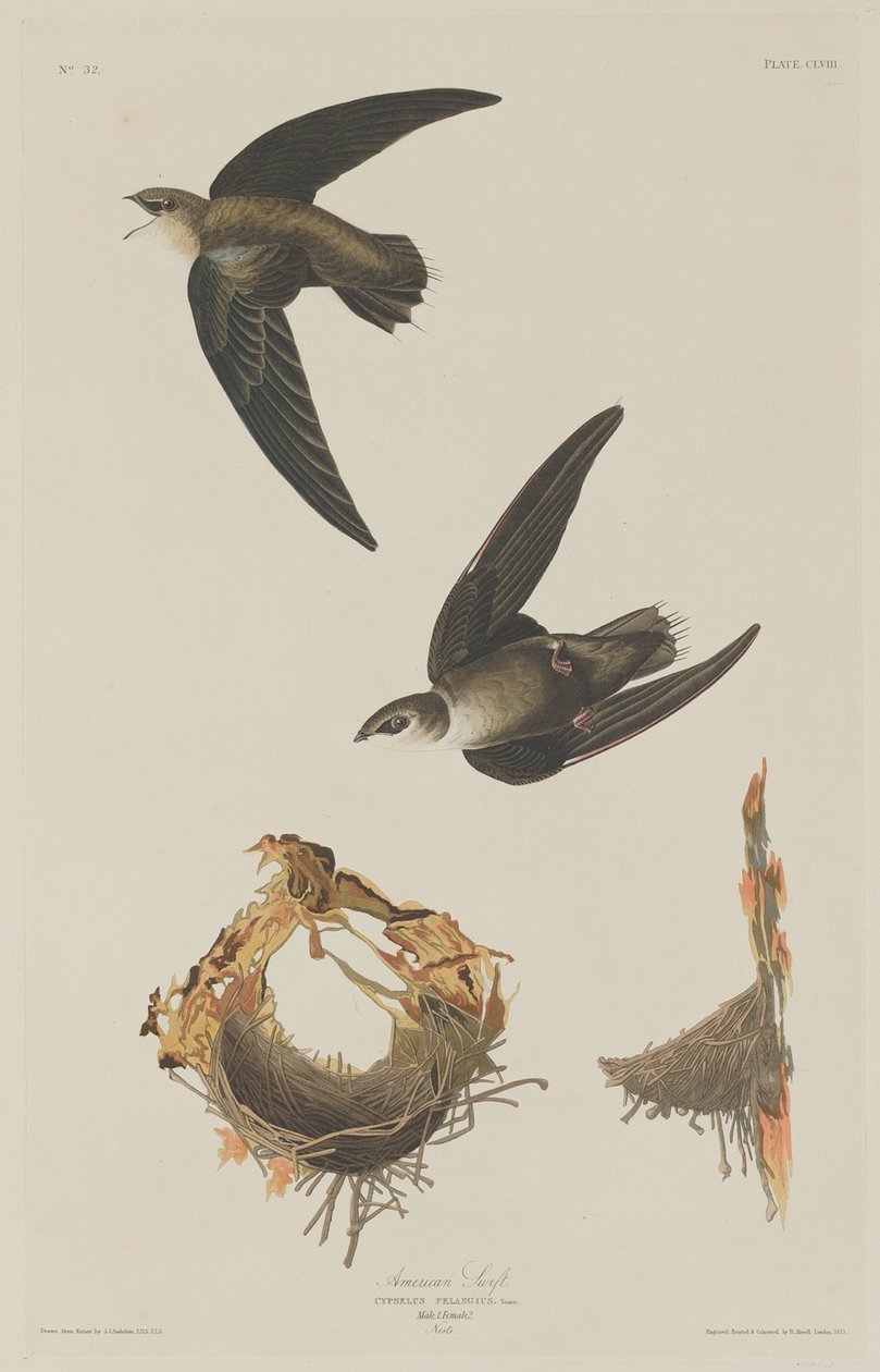 American Swift, 1833. od Robert Havell